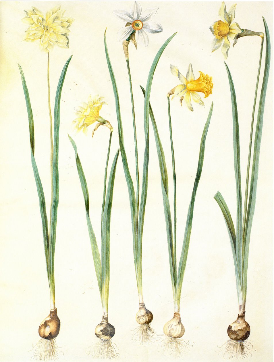 Narcissus pseudonarcissus, Narcissus poeticus, Narcissus × incomparabilis door Hans Simon Holtzbecker