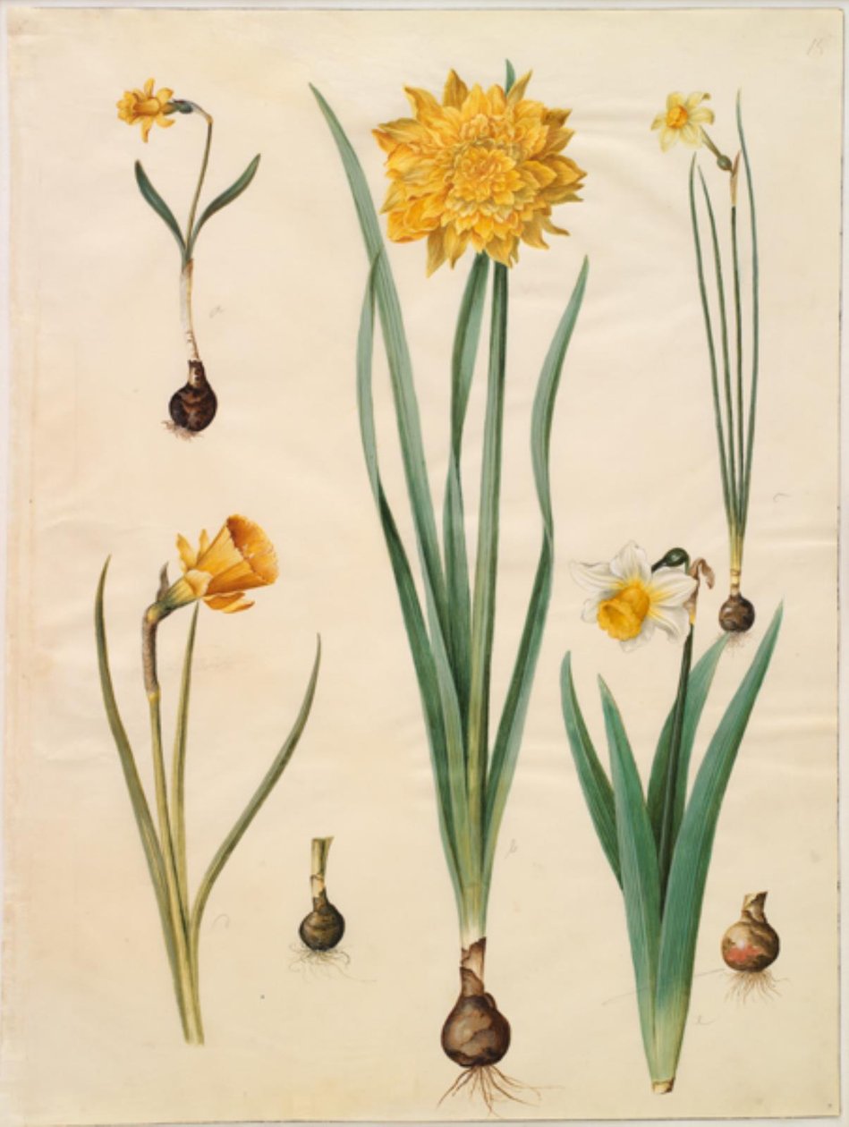 Narcissus pseudonarcissus minor; Narcissus pseudonarcissus (paaslelie); Narcissus ×tenuior; Narcissus bulbocodium (krinoline-narcis); Narcissus pseudonarcissus bicolor (tweekleurige paaslelie) door Hans Simon Holtzbecker