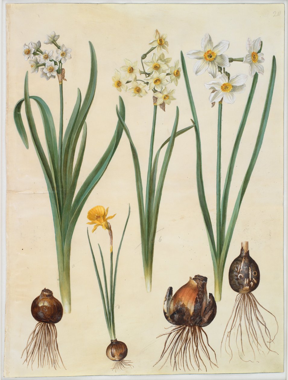 Narcissus tazetta; Narcissus orientalis; Corbularia bulbocodium door Hans Simon Holtzbecker