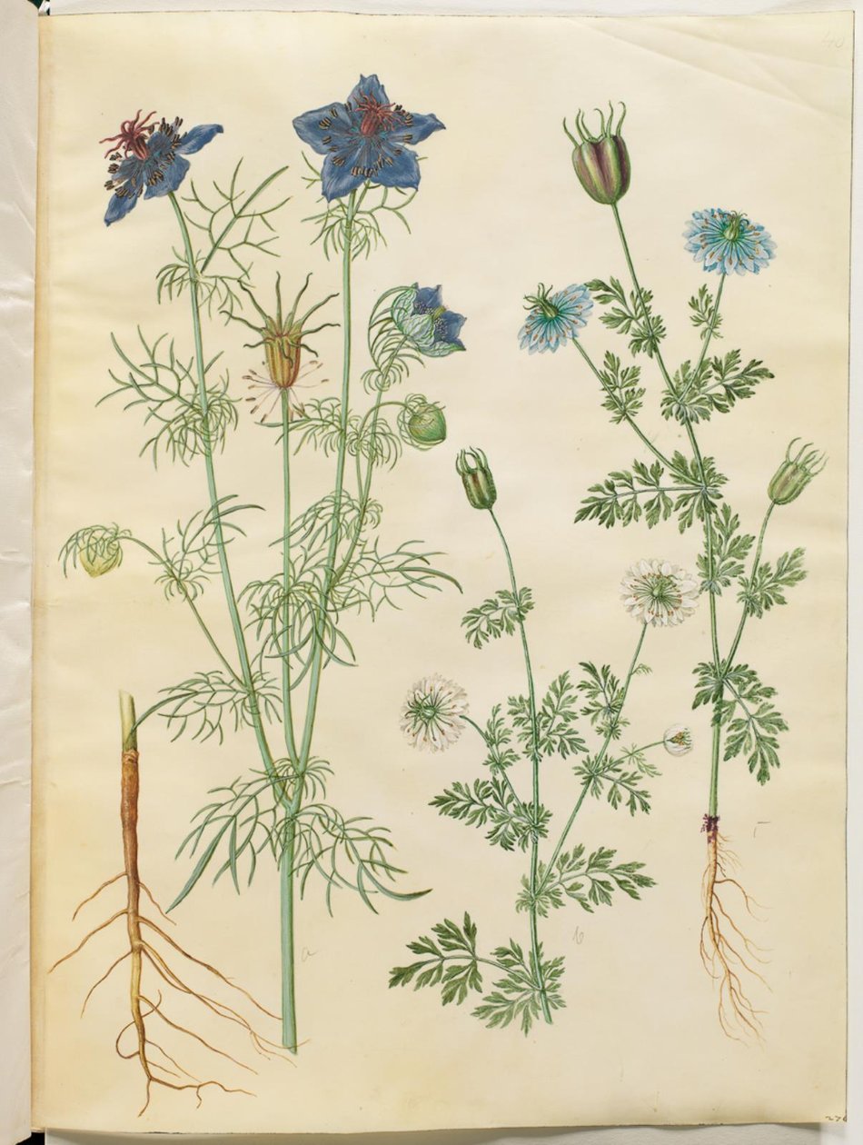 Nigella hispanica (duiveltje-in-het-bos); Nigella sativa (zwarte komijn) door Hans Simon Holtzbecker