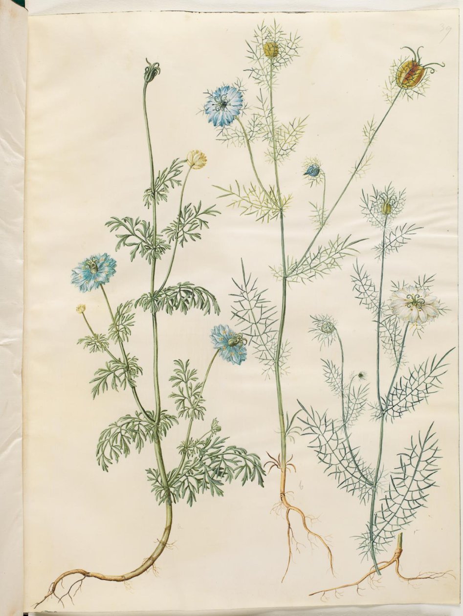 Nigella sativa (zwarte komijn); Nigella damascena (juffertje-in-het-groen) door Hans Simon Holtzbecker