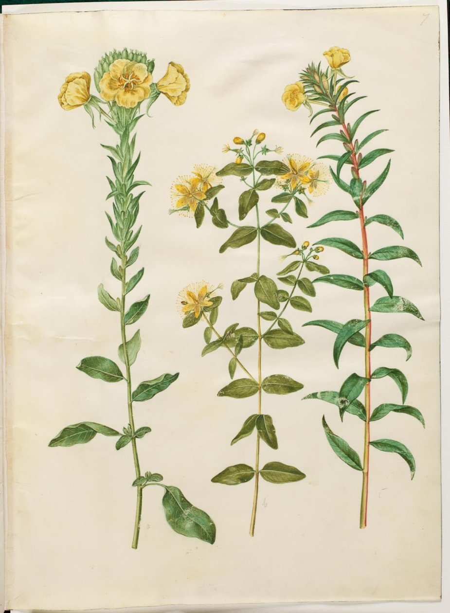 Oenothera biennis (tweejarige teunisbloem); Hypericum hircinum (stinkende hertshooi); Oenothera rubricaulis (roodvruchtige teunisbloem) door Hans Simon Holtzbecker