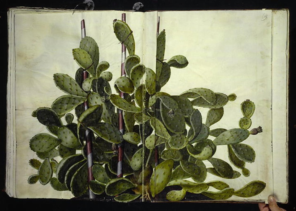 Opuntia ficus-indica, Opuntia humifusa of Opuntia monacantha (soort vijgencactus) door Hans Simon Holtzbecker