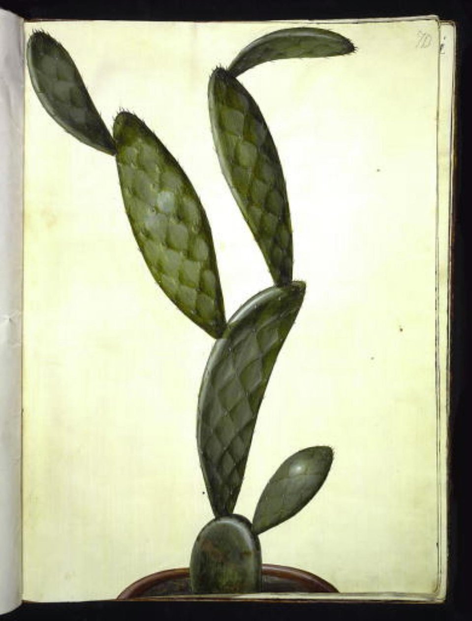 Opuntia monacantha (omringde vijgencactus) door Hans Simon Holtzbecker