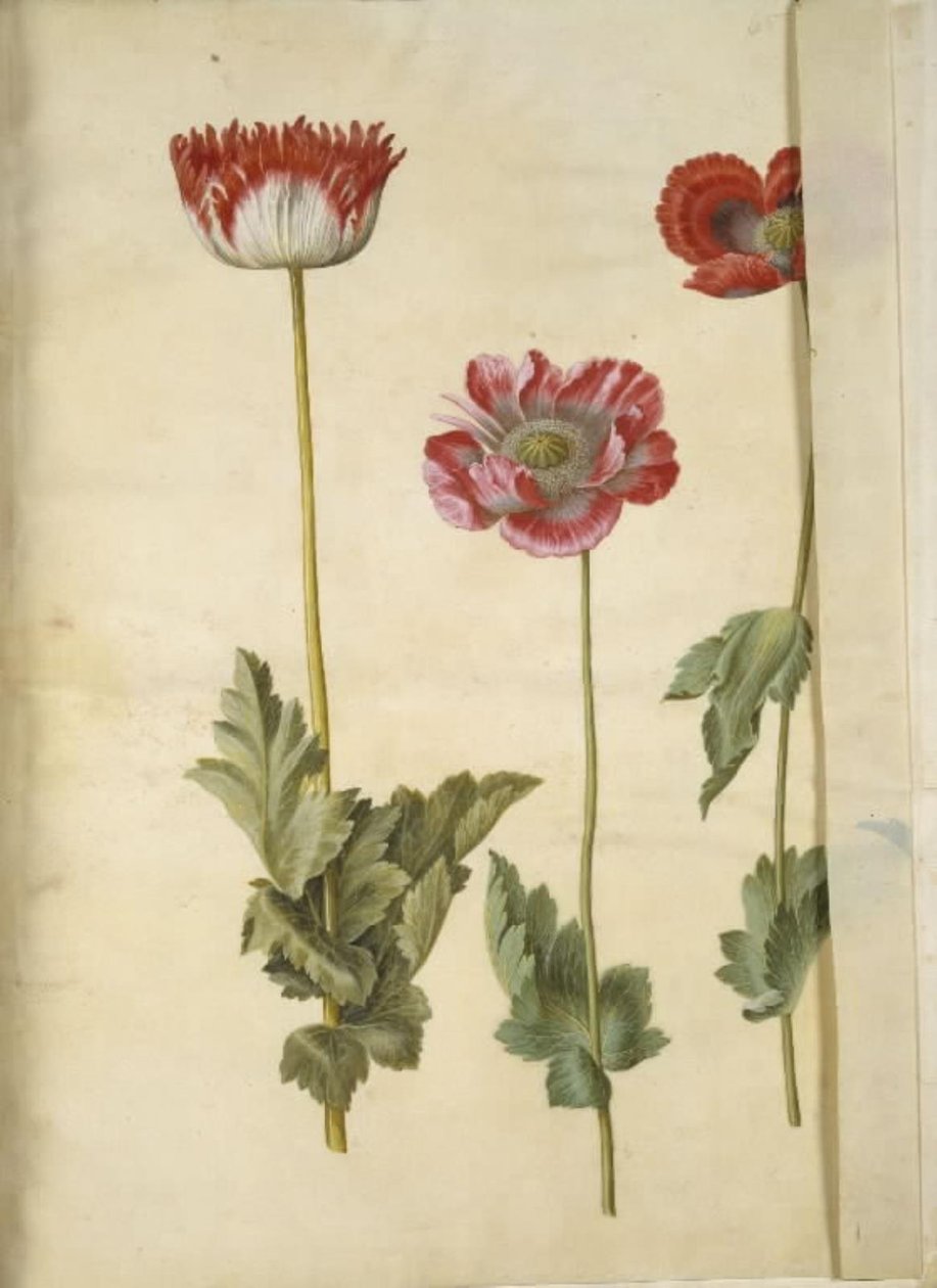 Papaver somniferum (opium-papaver) door Hans Simon Holtzbecker