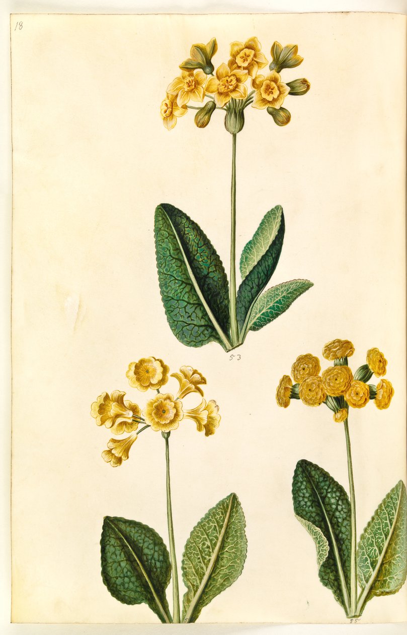 Primula ×polyantha (?); Primula veris (?) door Hans Simon Holtzbecker