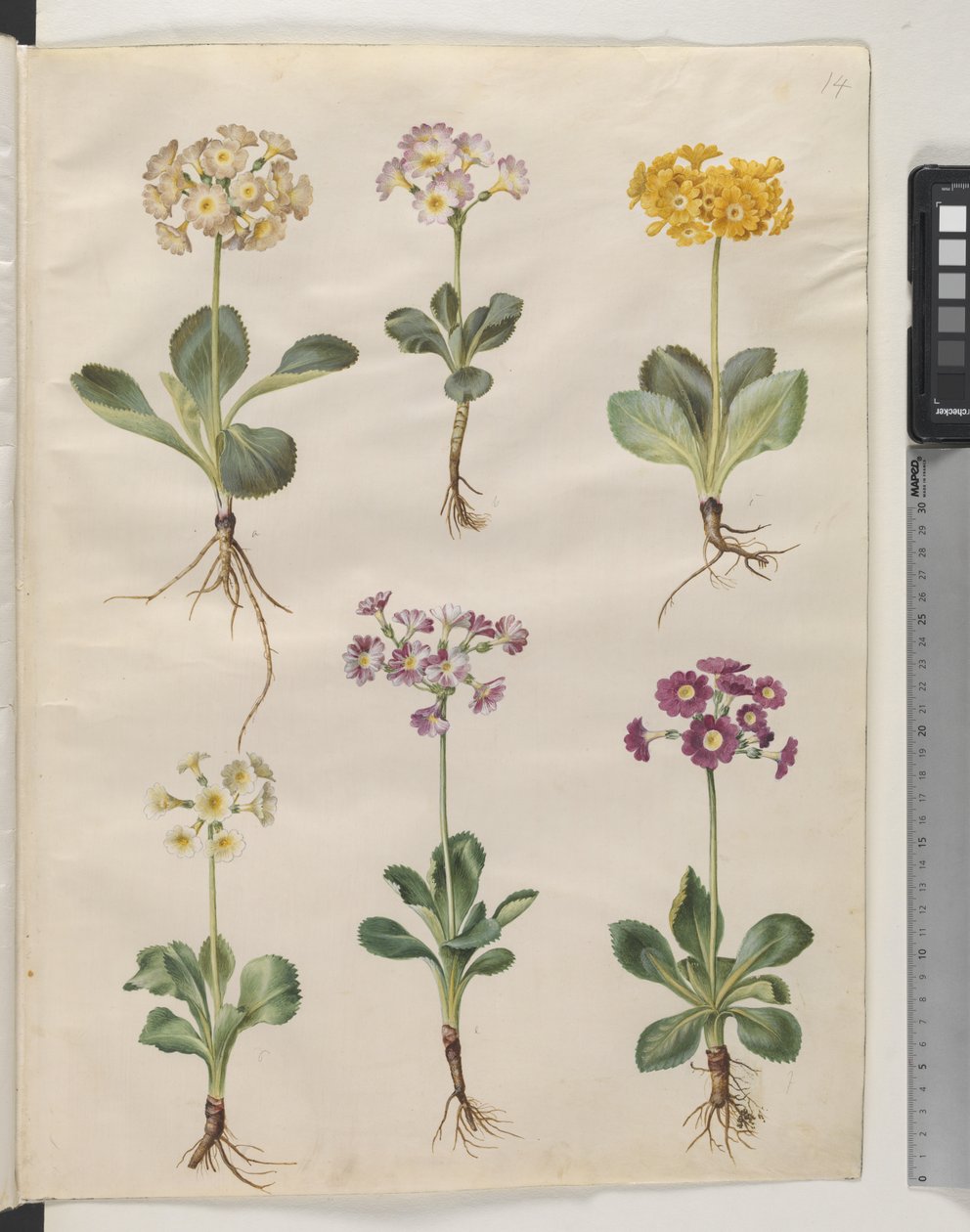 Primula ×pubescens Wulfen (tuin-aurikel) door Hans Simon Holtzbecker