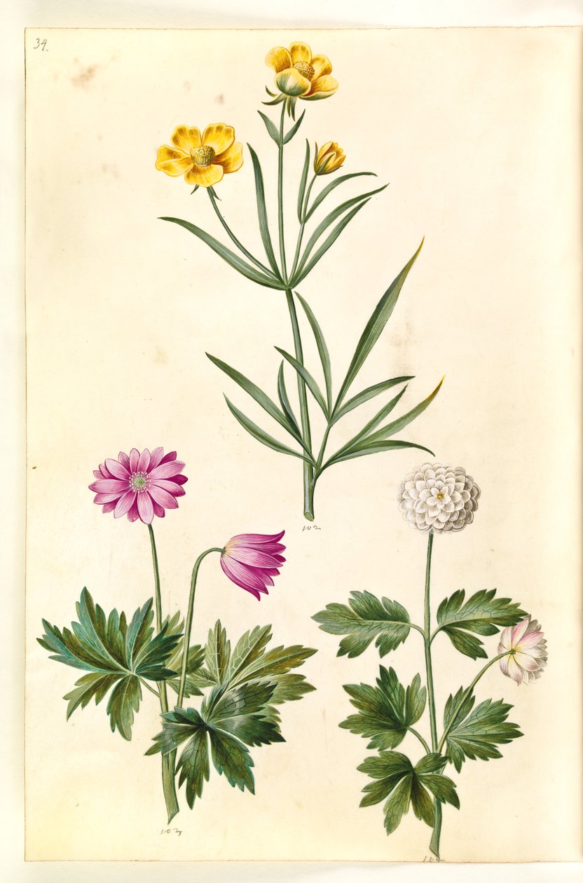 Ranunculus illyricus (steppe-ranonkel); Anemone nemorosa (witte anemoon) door Hans Simon Holtzbecker