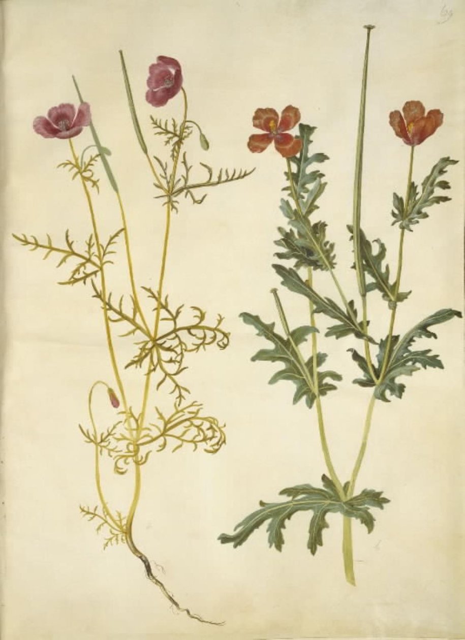 Roemeria hybrida (violette hoornpapaver); Glaucium corniculatum (rode hoornpapaver) door Hans Simon Holtzbecker