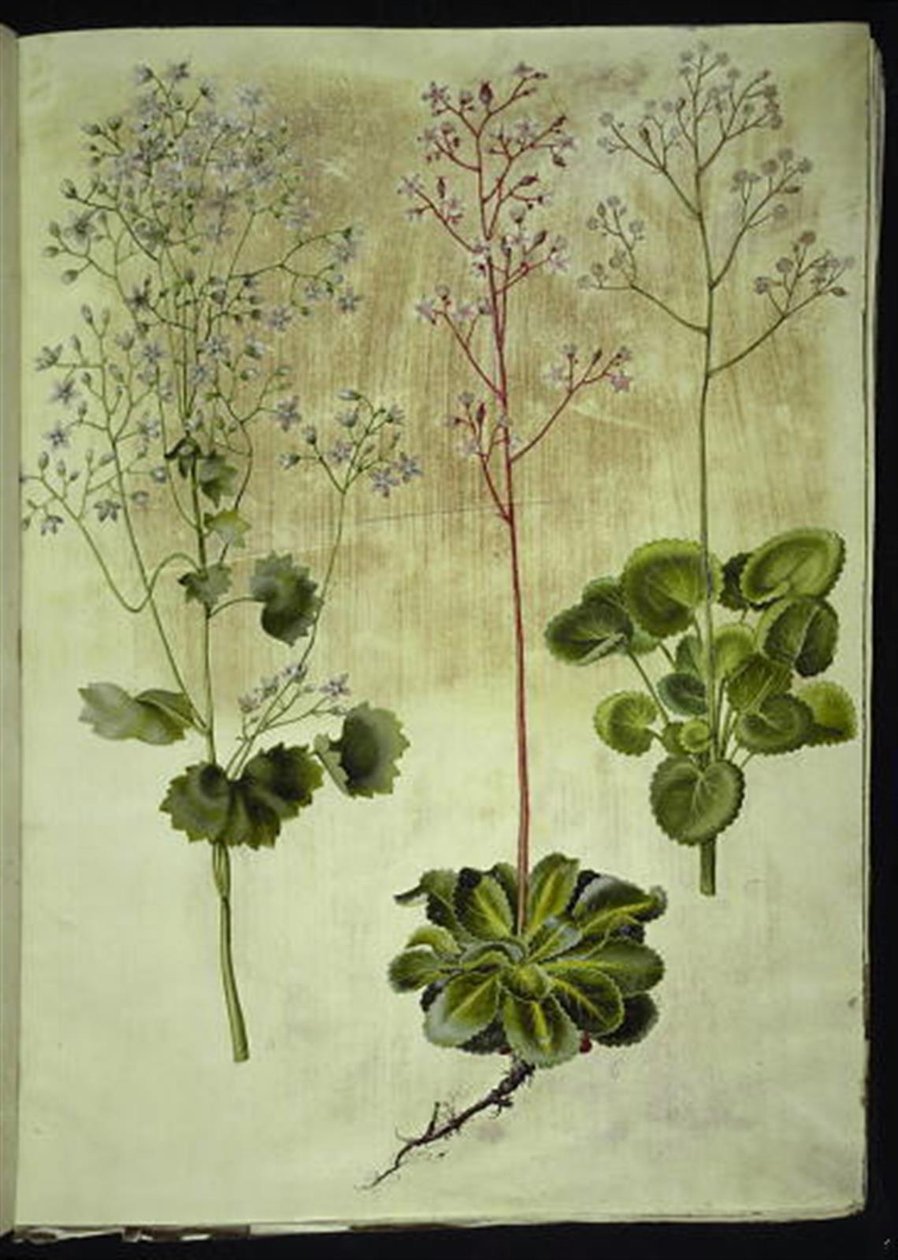 Saxifraga rotundifolia (ronde steenbreek); Saxifraga umbrosa (schaduwsteenbreek); Saxifraga geum (porseleinbloem) door Hans Simon Holtzbecker