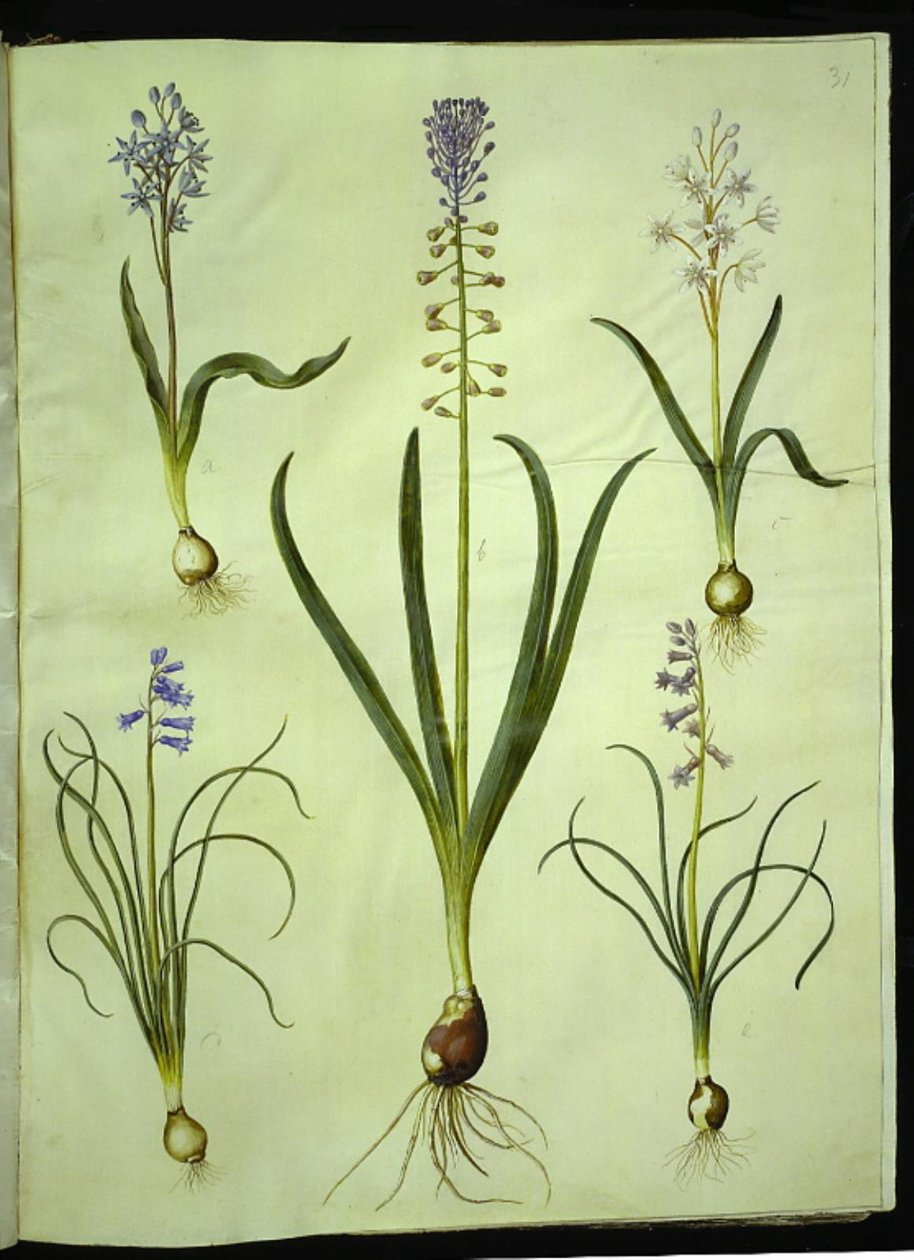 Scilla bifolia (tweebladige scilla); Muscari comosum (pluimhyacint); Brimeura amethystina (Pyrenese hyacint) door Hans Simon Holtzbecker