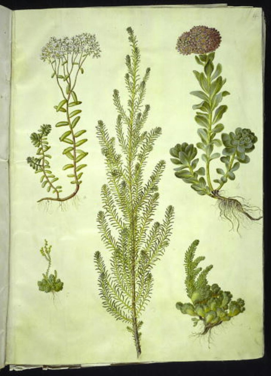 Sedum album (witte vetkruid); Sedum anacampseros (ronde vetkruid); Sedum (vetkruid); Suaeda vera (struikganzenvoet); Sedum rupestre (bergvetkruid) door Hans Simon Holtzbecker