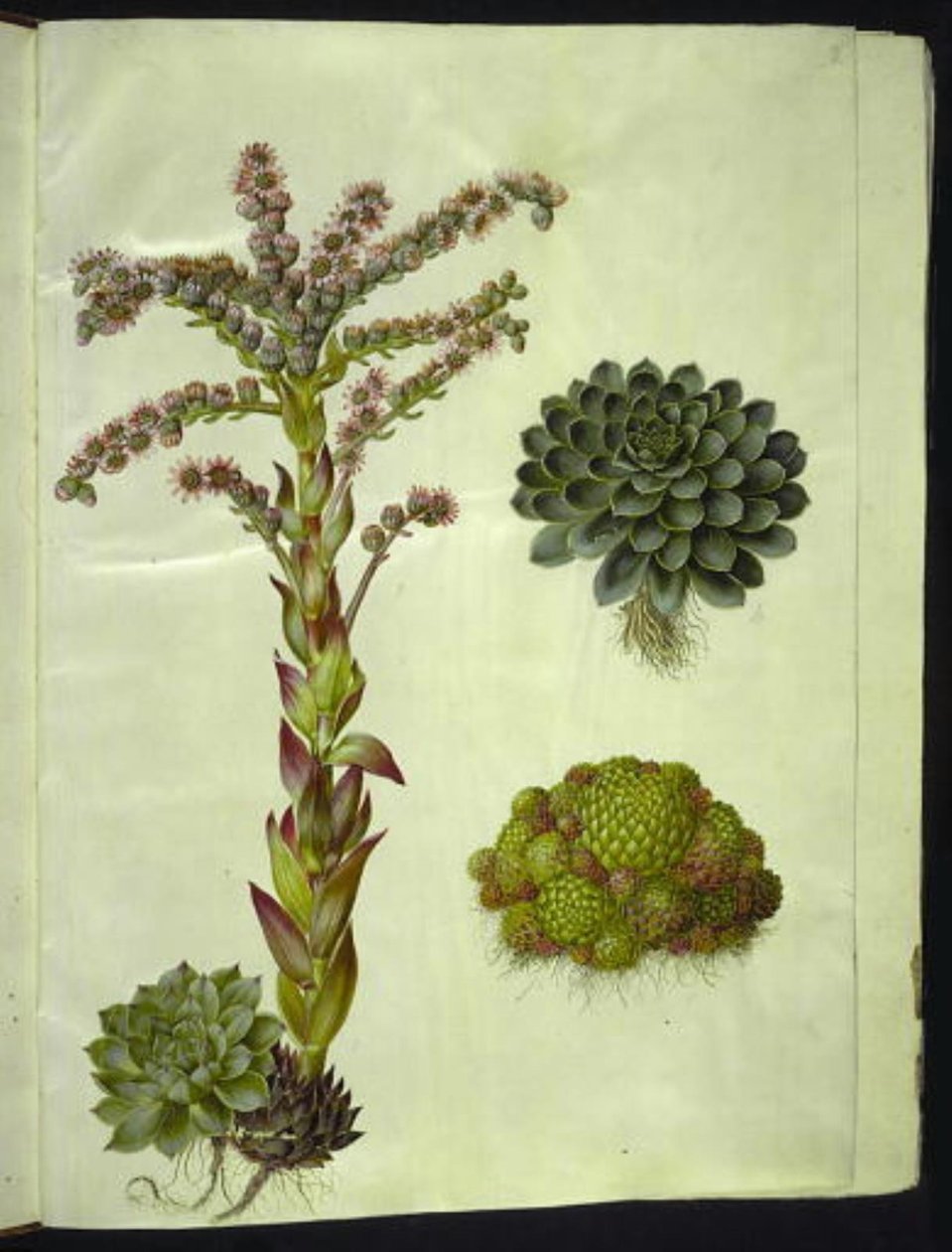 Sempervivum tectorum (gewone huislook); Sempervivum montanum (berg-huislook) door Hans Simon Holtzbecker