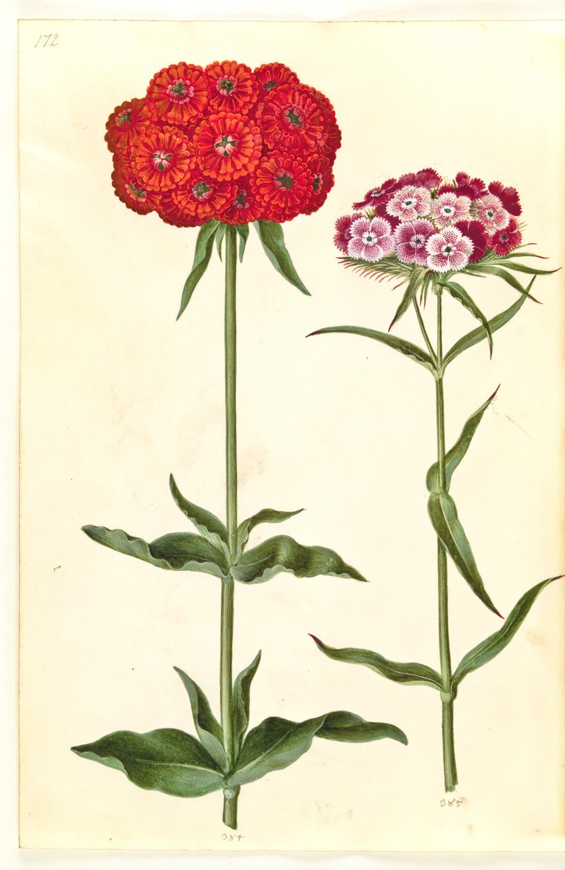 Silene chalcedonica (brandende liefde); Dianthus barbatus (duizendschoon) door Hans Simon Holtzbecker