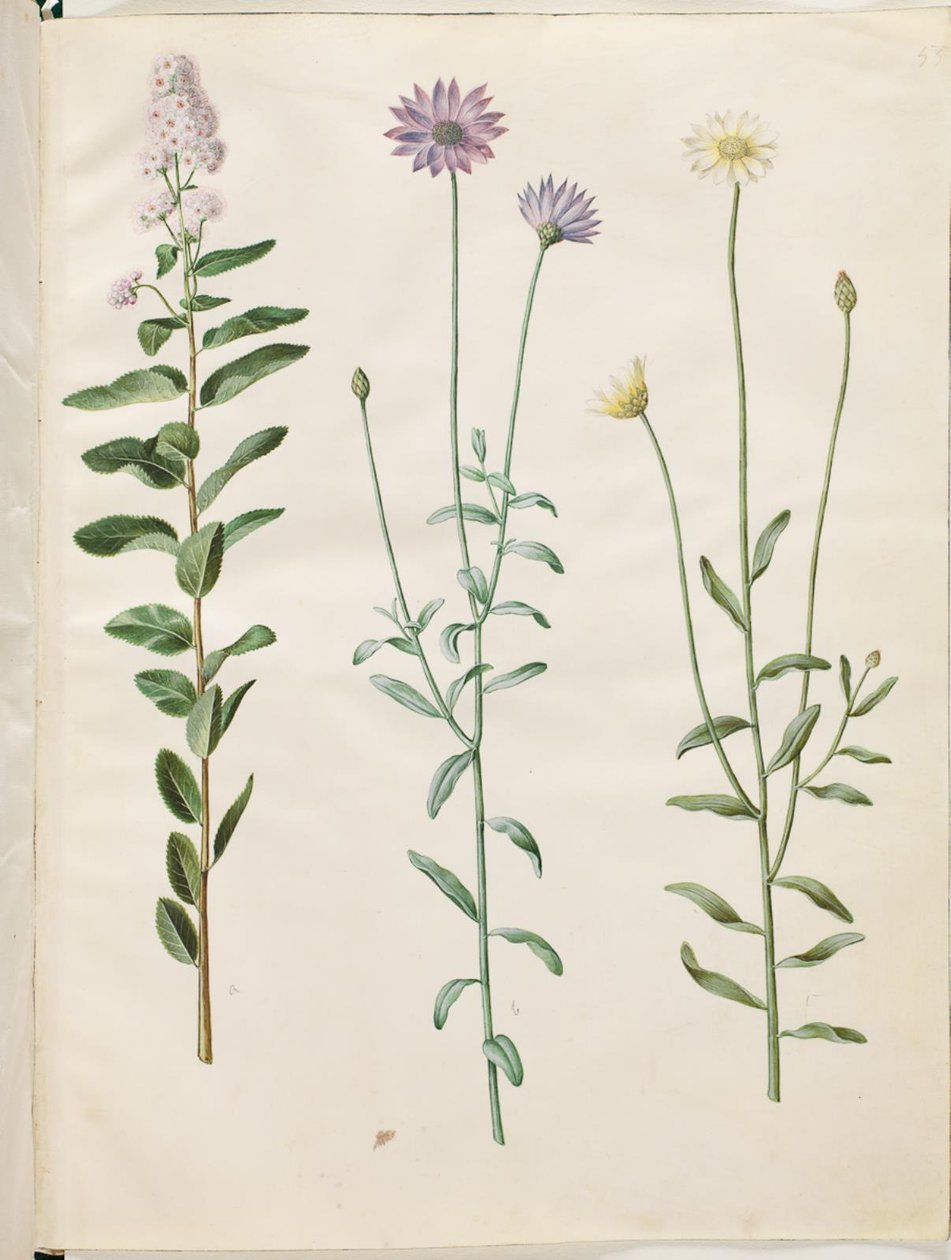 Spiraea salicifolia (wilgenbladige spirea); Catananche caerulea (blauwe rammelbloem) door Hans Simon Holtzbecker