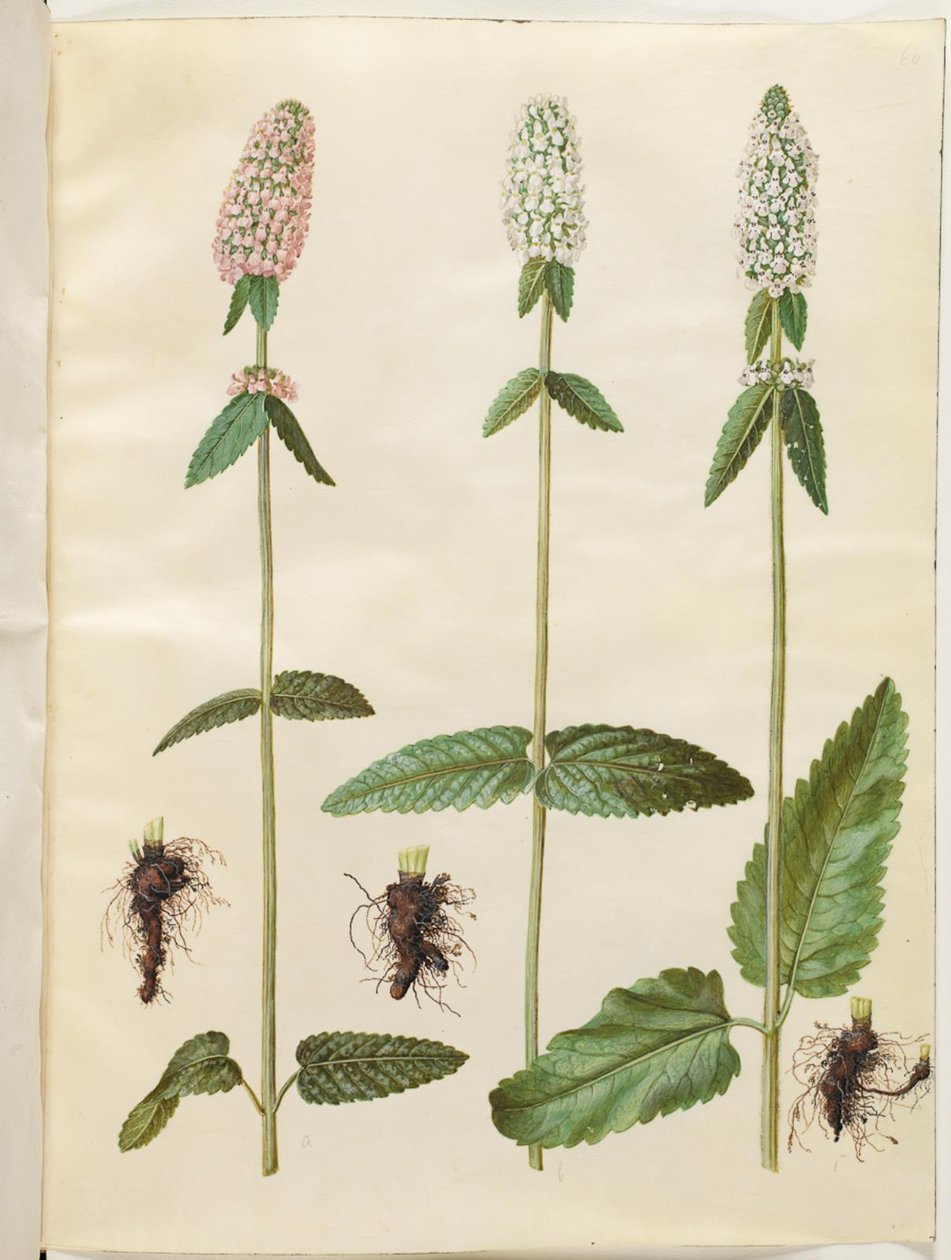 Stachys officinalis (geneeskrachtige betonie) door Hans Simon Holtzbecker