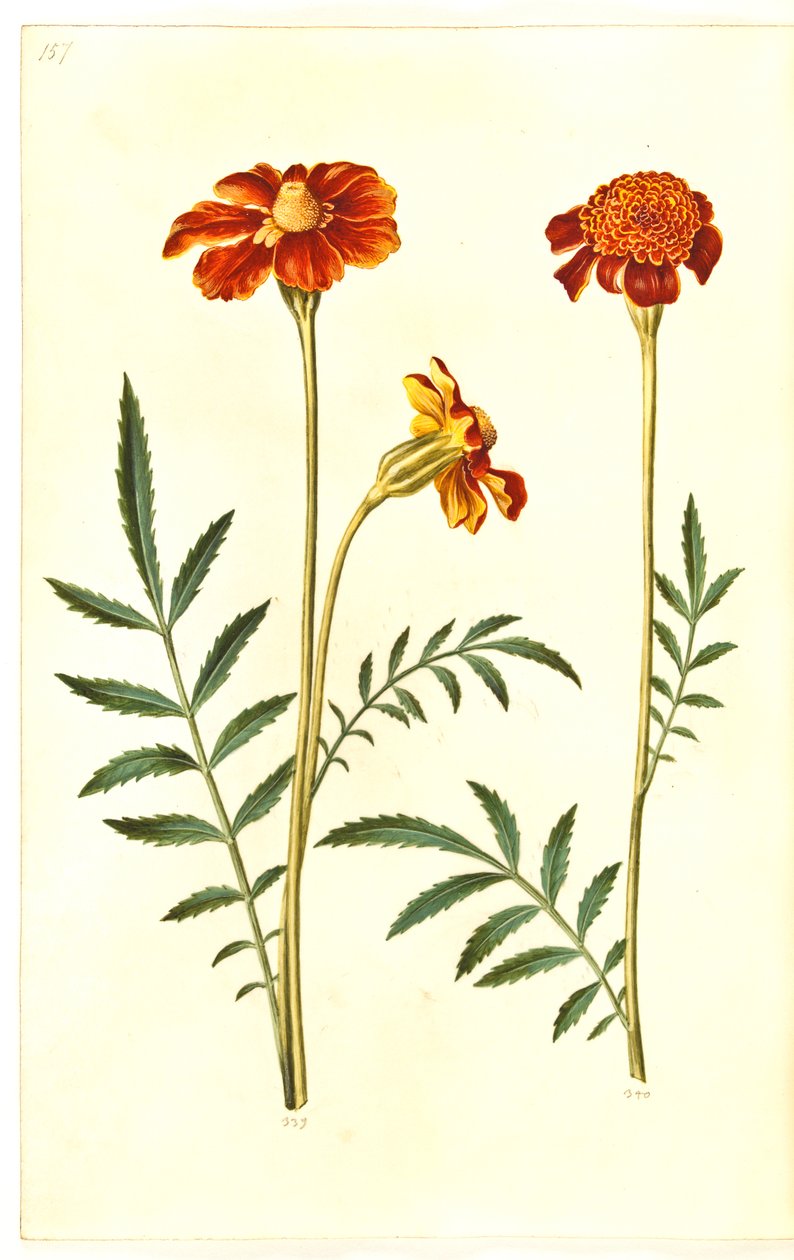 Tagetes patula (verspreide fluweelbloem) door Hans Simon Holtzbecker