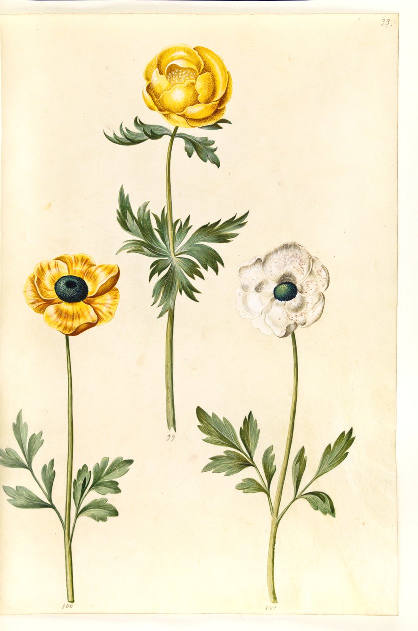 Trollius europaeus (Europese trollius); Ranunculus asiaticus (tuinranonkel) door Hans Simon Holtzbecker