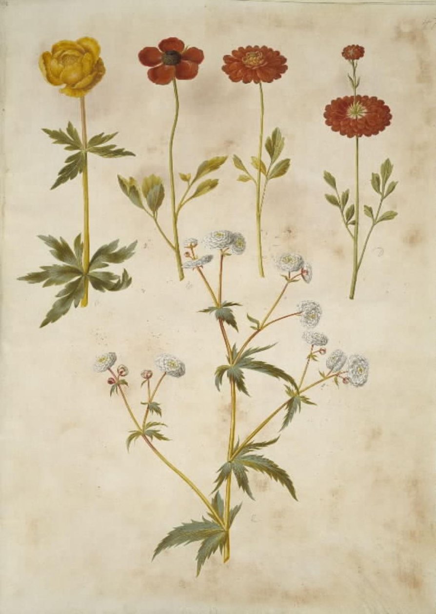 Trollius europaeus (Europese trollius); Ranunculus asiaticus (tuinranonkel); Ranunculus aconitifolius (zilveren knoopranonkel) door Hans Simon Holtzbecker
