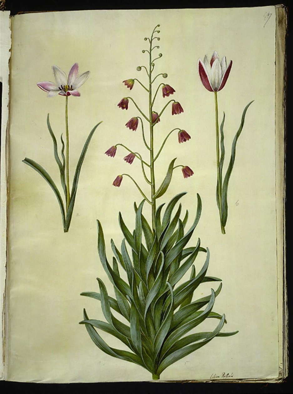 Tulipa clusiana (clusius-tulp); Fritillaria persica (Perzische fritillaria) door Hans Simon Holtzbecker
