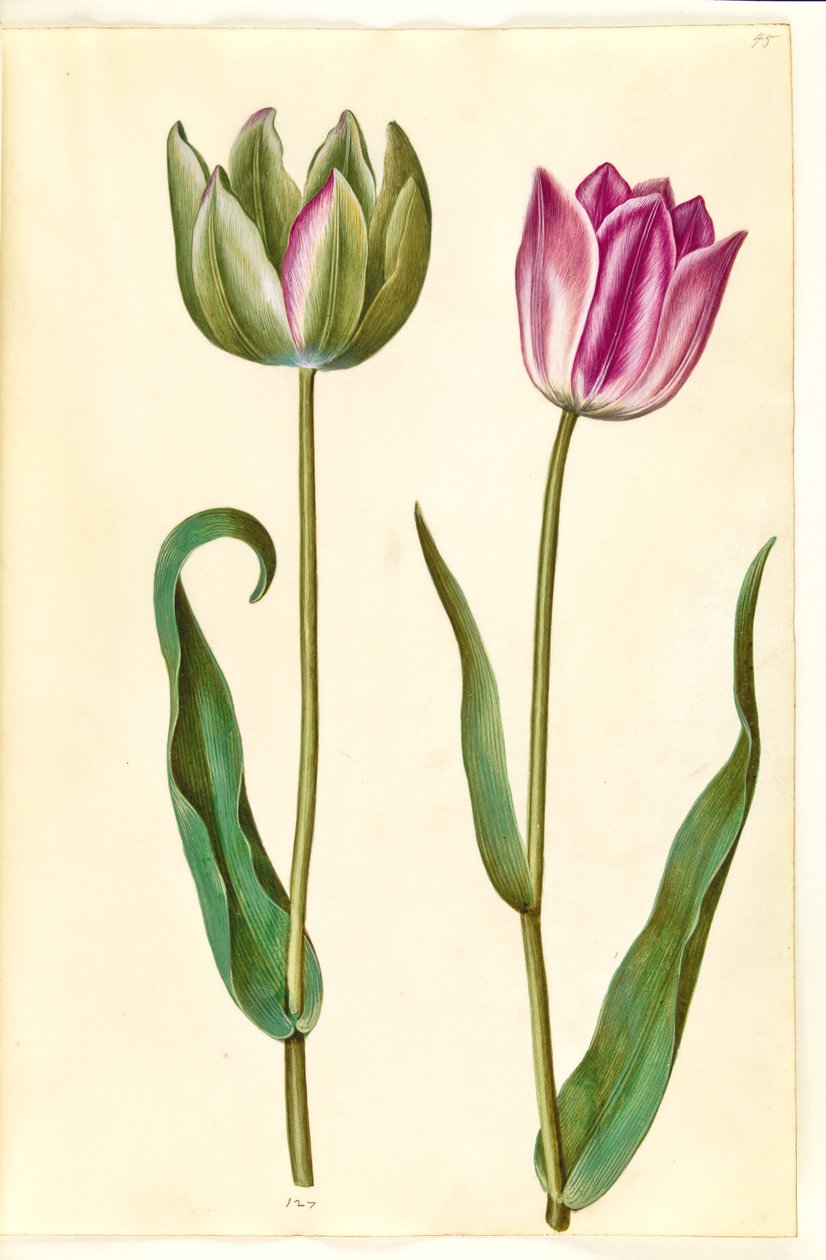 Tulipa gesneriana (tuin-tulp) door Hans Simon Holtzbecker