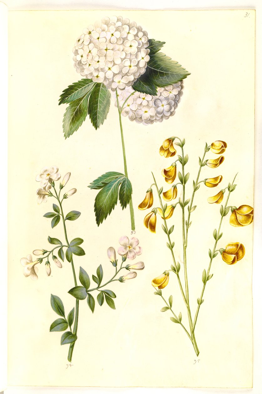 Viburnum opulus (gewone sneeuwbal); Jasminum officinale (medicinale jasmijn); Cytisus scoparius (gewone brem) door Hans Simon Holtzbecker