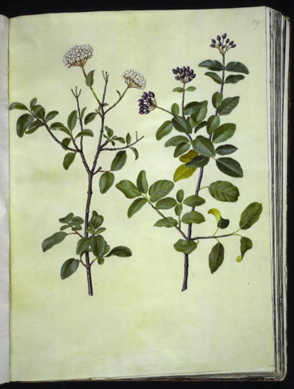 Viburnum tinus (winter-sneeuwbal) door Hans Simon Holtzbecker