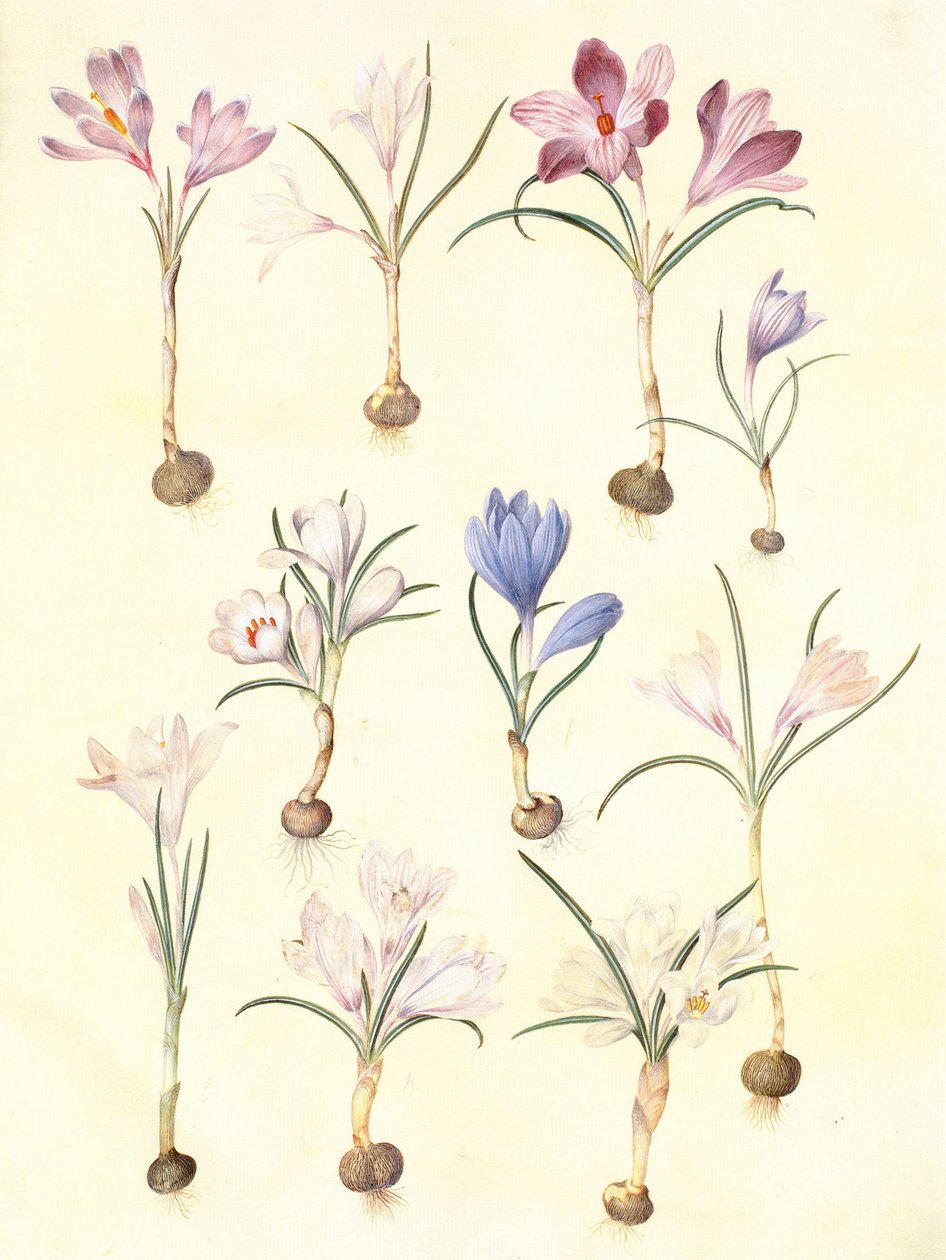 crocus vernus door Hans Simon Holtzbecker