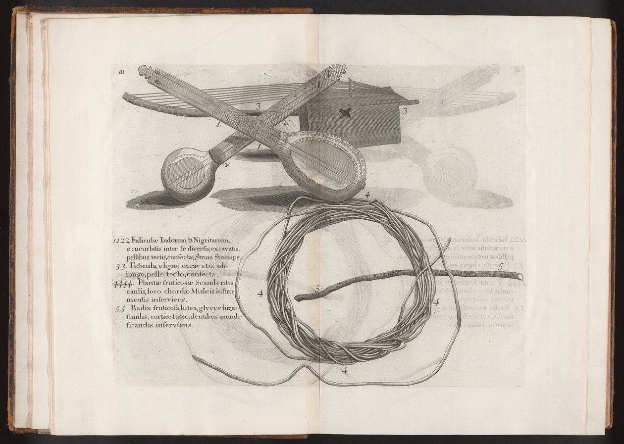 Illustratie uit de Reis naar het Eiland Madera, Barbados...Vol.2, 1815 door Hans after Sloane