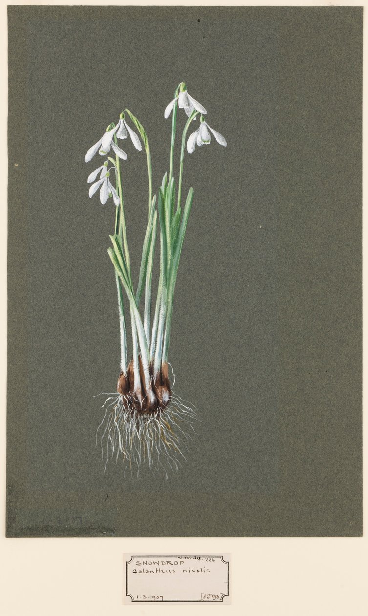 Galanthus nivalis L. Sneeuwklokje door Harold Drinkwater