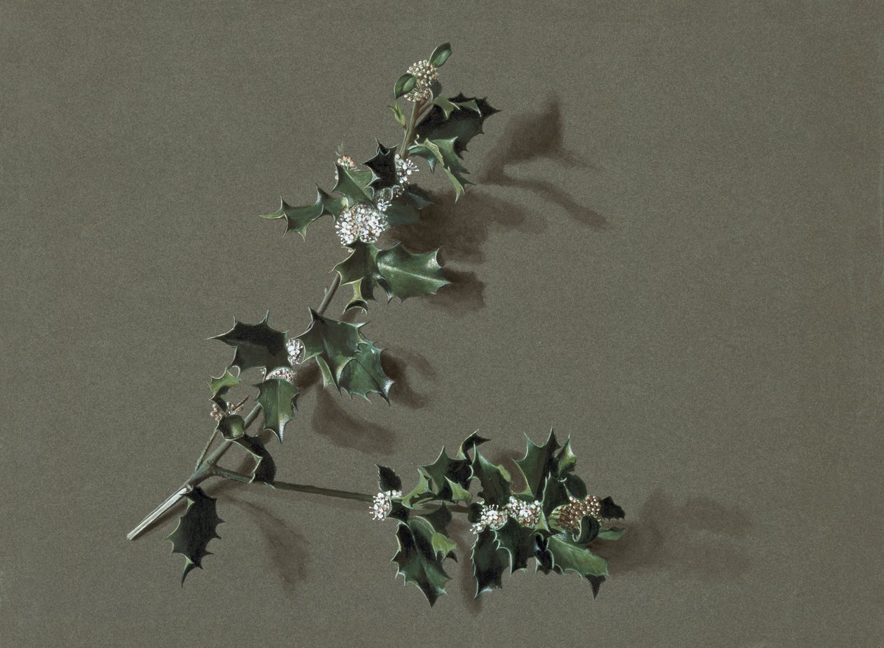 Ilex aquifolium L. Gewone Hulst, ca. 1870-1920 door Harold Drinkwater