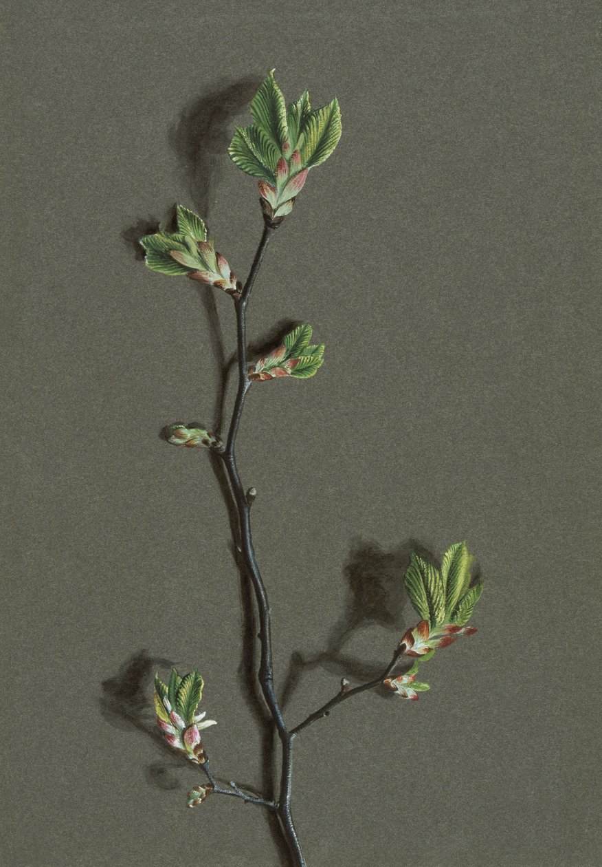 Wych Elm, c1870-1920 door Harold Drinkwater