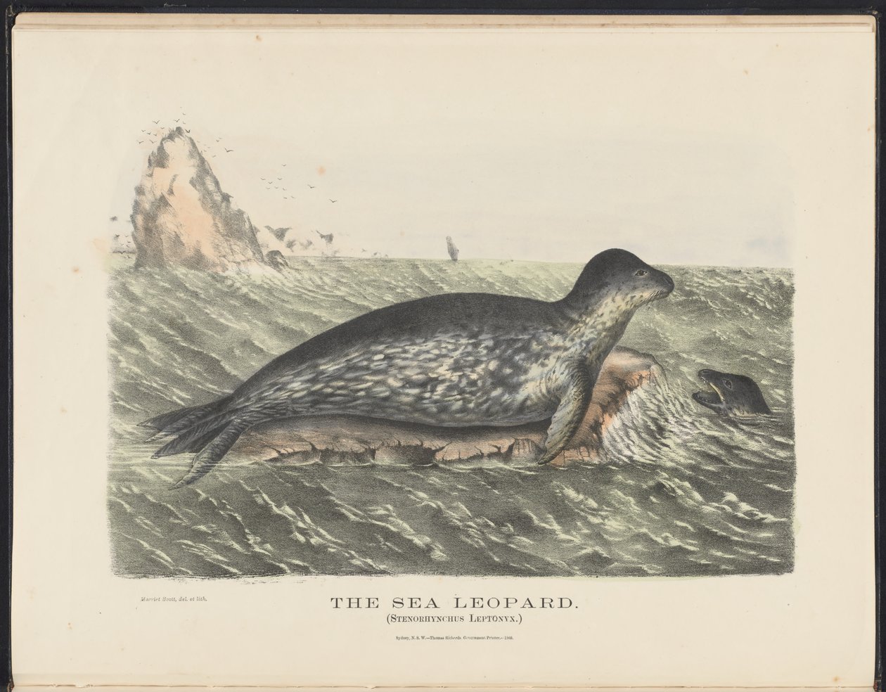 Zoogdieren van Australië (Krefft) Nla.obj-33627803-5 De zeeleeuw door Harriet Morgan