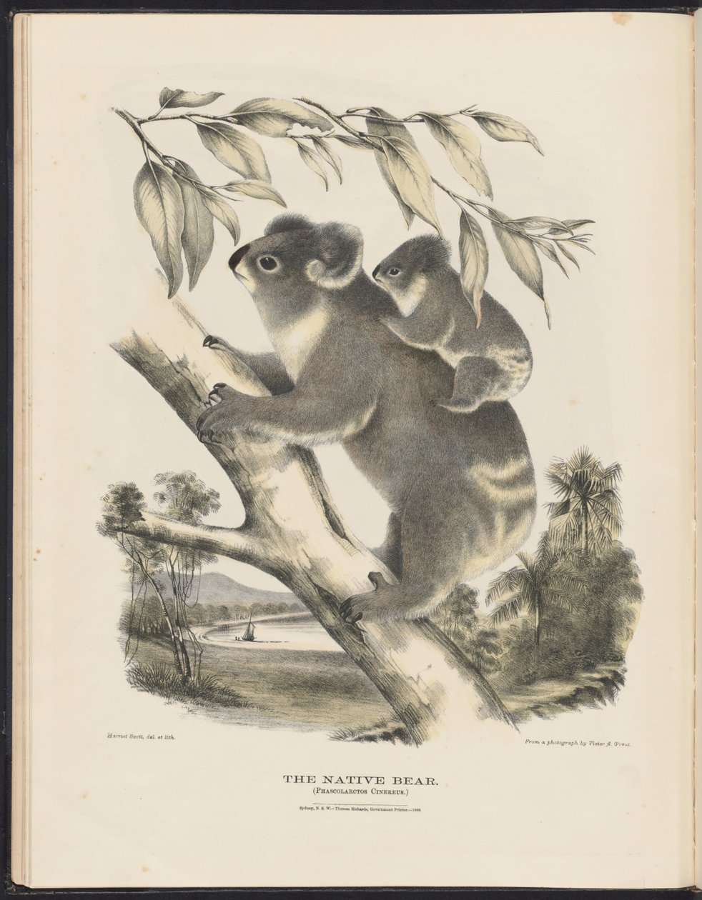 Zoogdieren van Australië (Krefft) Nla.obj-33627803-7 De inheemse beer door Harriet Morgan
