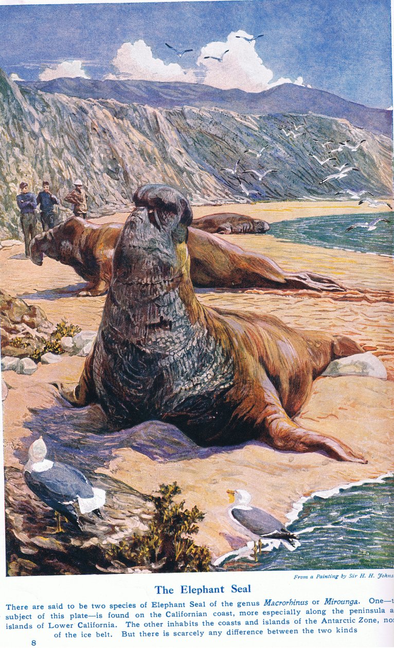 De zeeolifant, illustratie uit 
