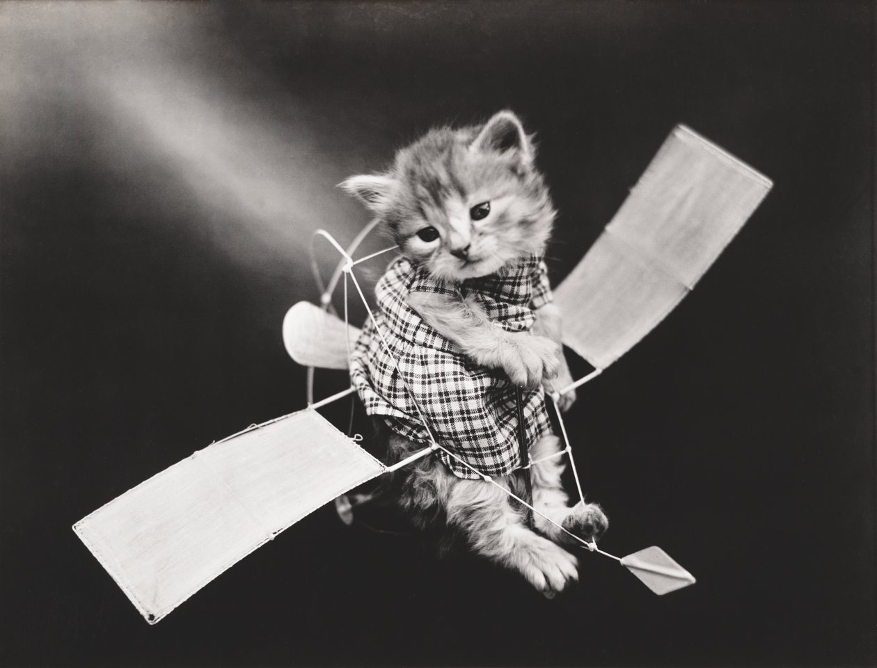 Kittieserie: Vliegende piloot, c.1914 (zilverdruk) door Harry Whittier Frees