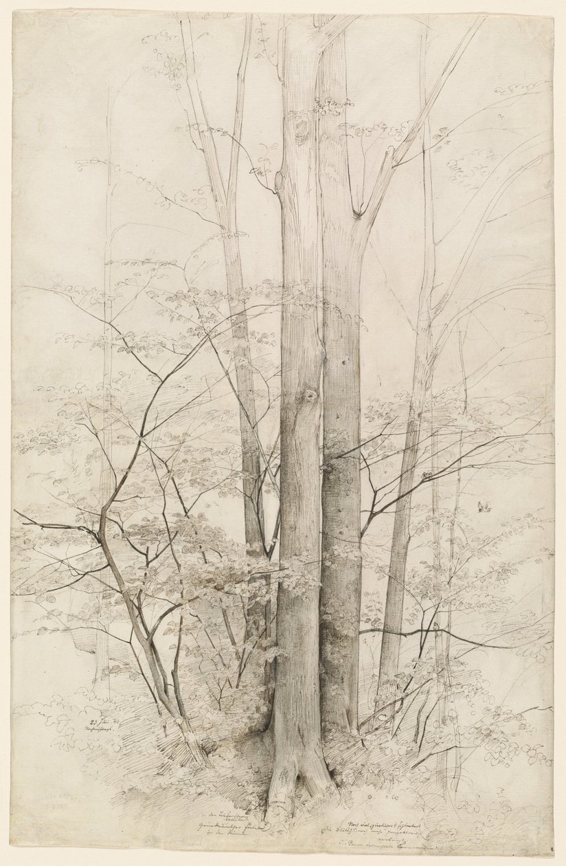 Een Bosje Bomen door Heinrich Dreber