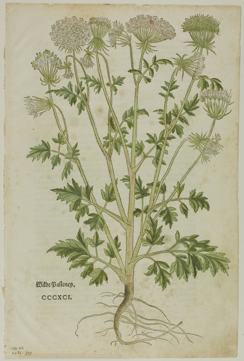 Blad uit Nieuw Kruidenboek door Leonhart Fuchs, plaat 97 uit Houtsneden uit Boeken van de XVI Eeuw door Heinrich Füllmaurer