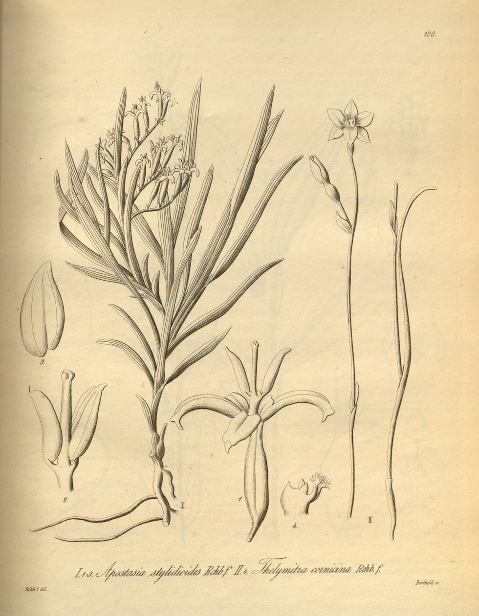 Apostasia wallichii (als Apostasia stylidioides) - Thelymitra cornicina door Heinrich Gustav Reichenbach
