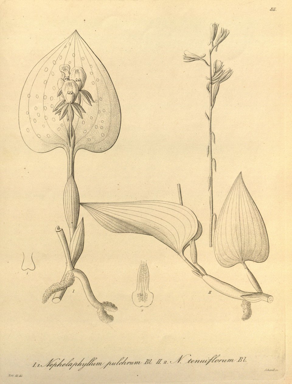 Dit bestand komt uit de Biodiversity Heritage Library en is online beschikbaar op biodiversitylibrary.org/page/696488 door Heinrich Gustav Reichenbach