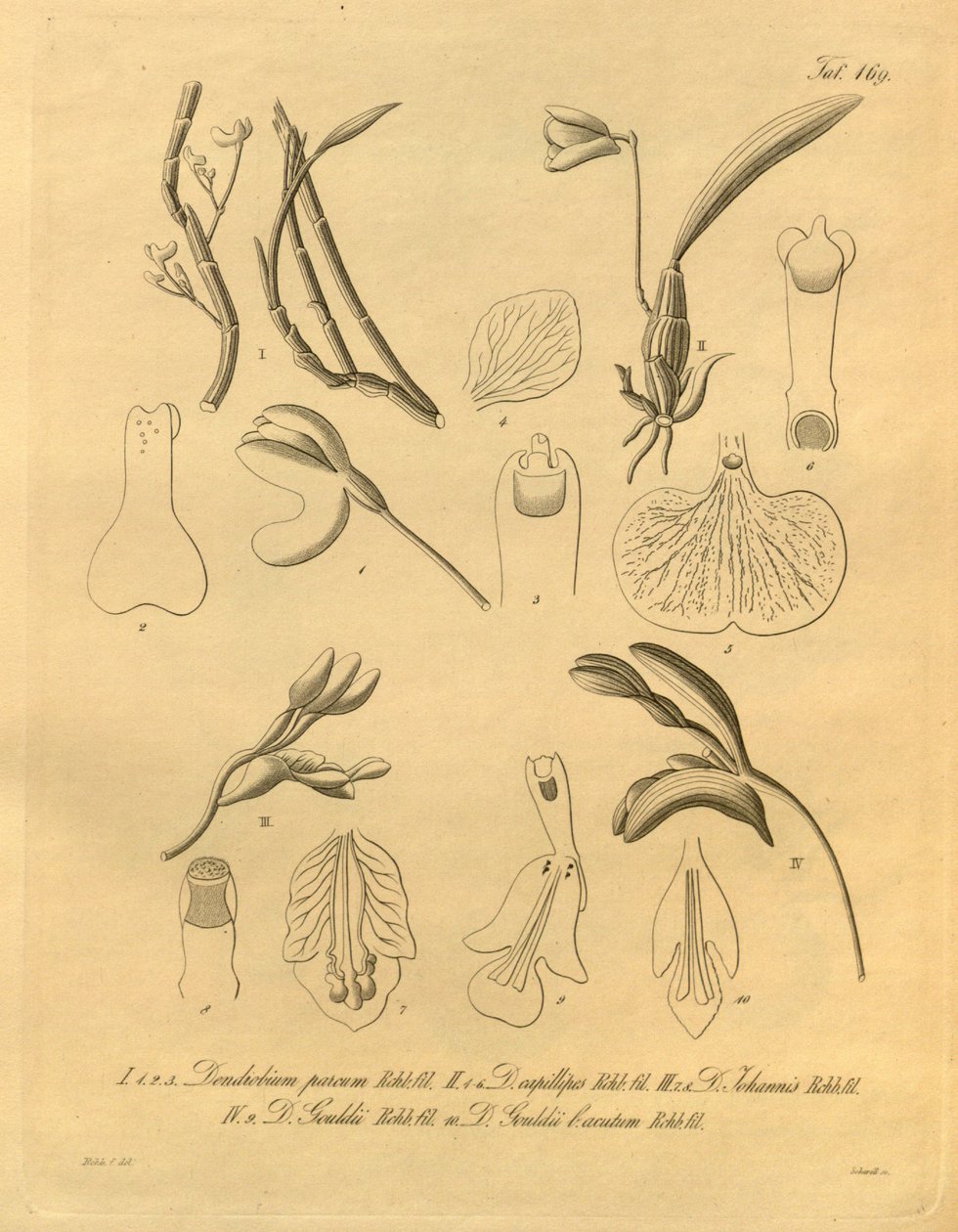 Dit bestand komt uit de Biodiversity Heritage Library door Heinrich Gustav Reichenbach