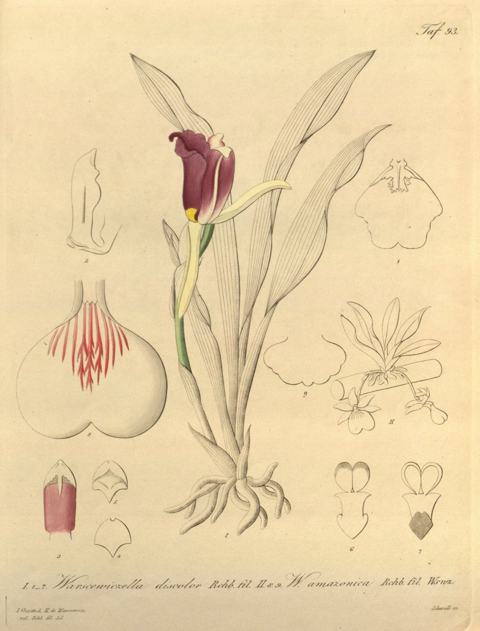 Dit bestand komt uit de Biodiversity Heritage Library, en is online beschikbaar op biodiversitylibrary.org/pagina/696493 door Heinrich Gustav Reichenbach