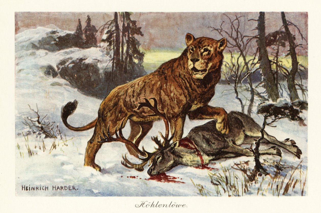 Euraziatische grottenleeuw, Panthera spelaea door Heinrich Harder
