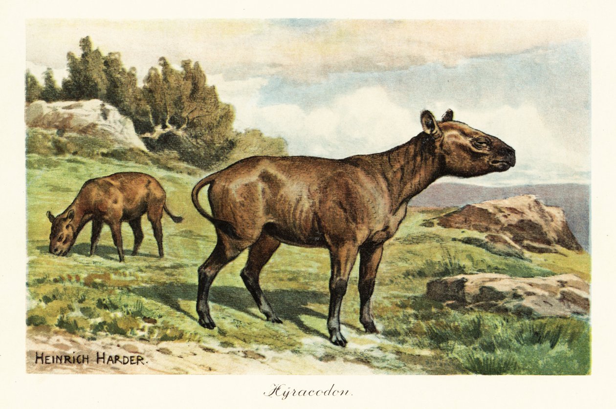 Hyracodon, uitgestorven geslacht van pony-achtige zoogdieren (print) door Heinrich Harder