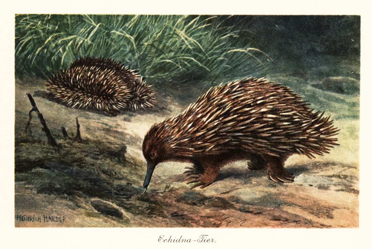 Kortsnuitige mierenegel, Tachyglossus aculeatus, op zoek naar voedsel door Heinrich Harder