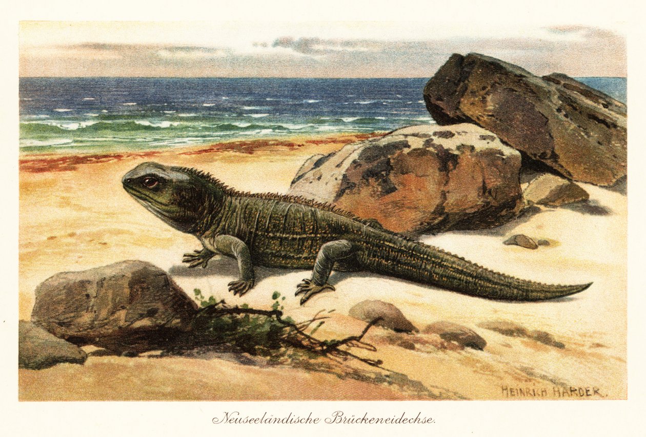 Kwetsbare tuatara, Sphenodon punctatus, aan de kust door Heinrich Harder