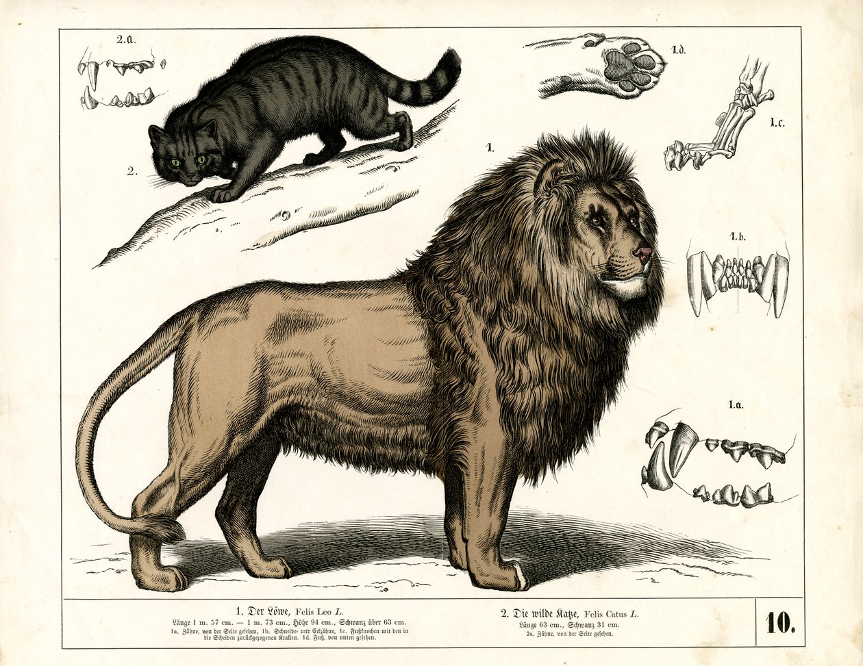Leeuw en wilde kat met anatomische details door Heinrich Leutemann