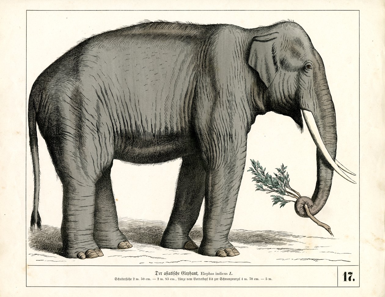 De Aziatische olifant door Heinrich Leutemann