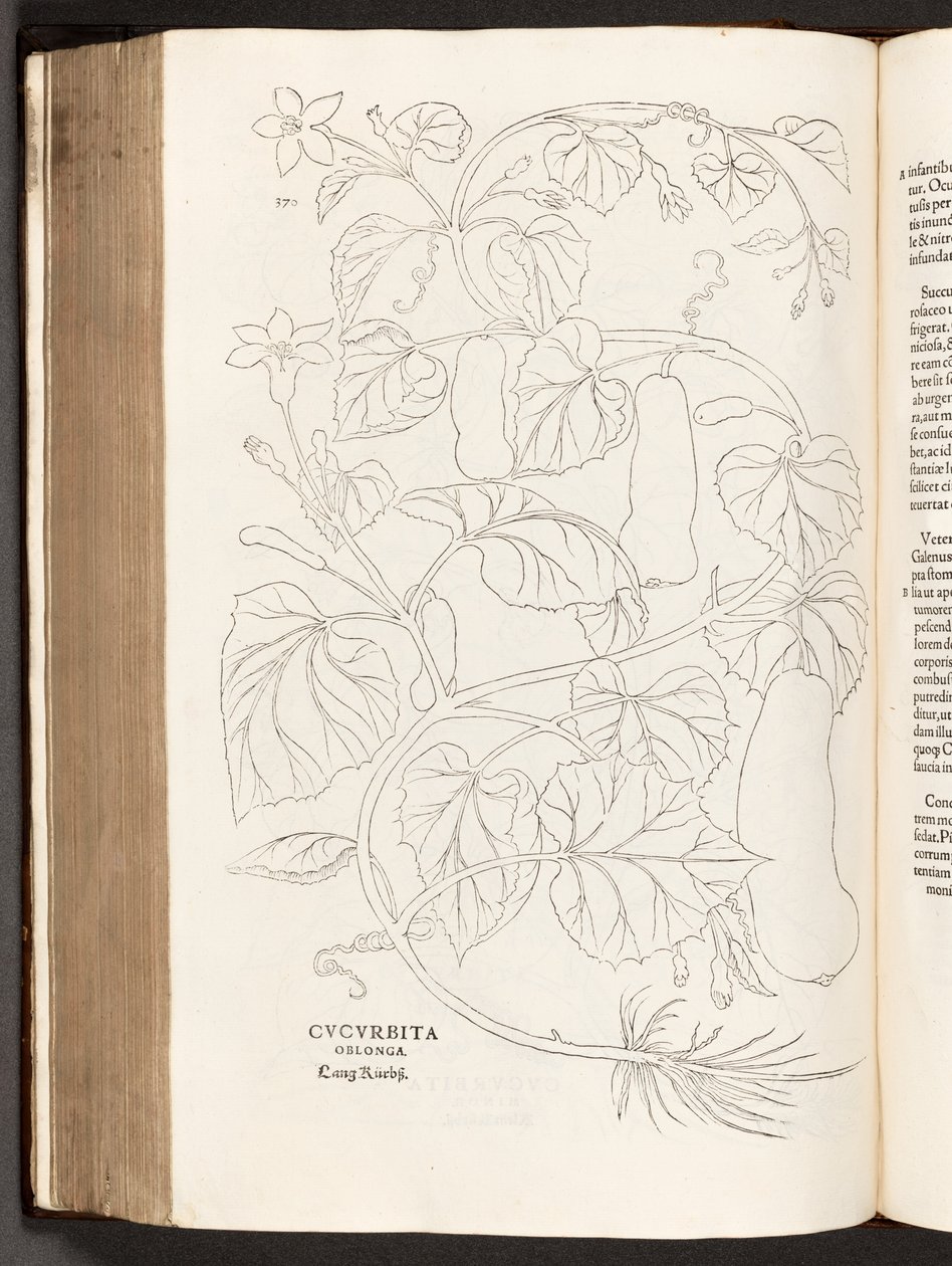 Courgette, illustratie uit De historia stirpium commentarii insignes door Leonhart Fuchs, 1542 door Heinrich and Meyer, Albert Fullmaurer