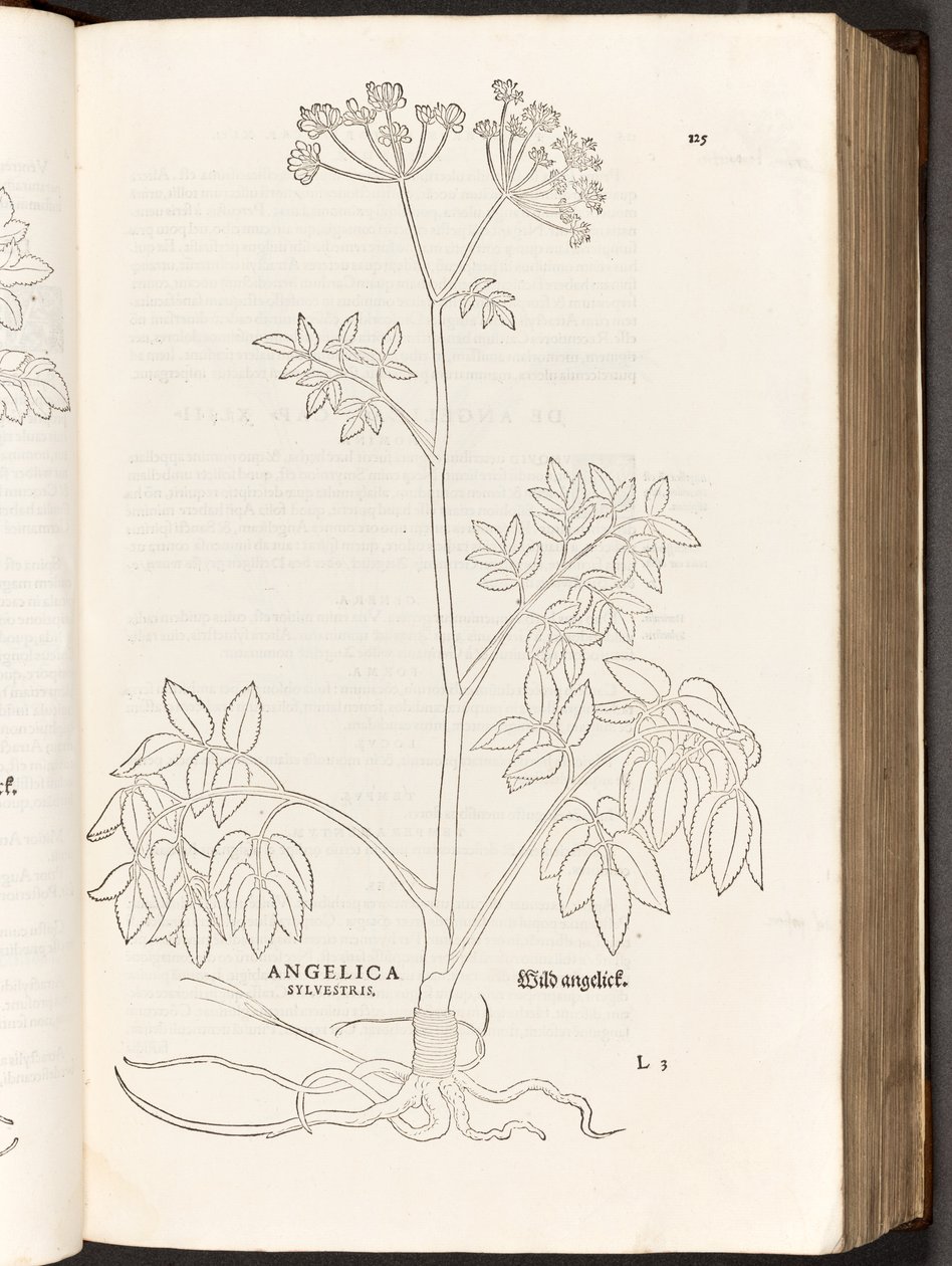 Wilde Engelwortel, illustratie uit De historia stirpium commentarii insignes door Leonhart Fuchs, 1542 door Heinrich and Meyer, Albert Fullmaurer
